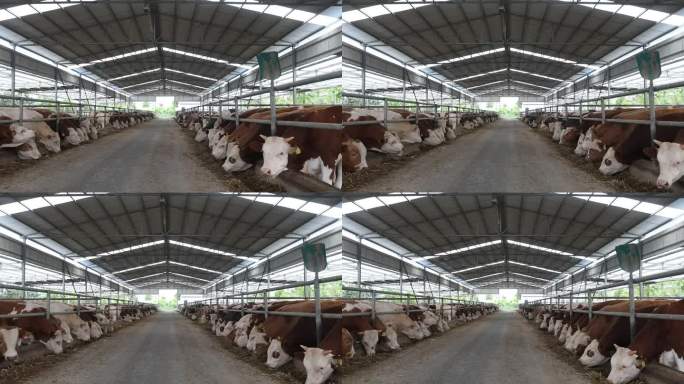 黄牛 夷陵牛 牛 畜牧业 养殖业 养牛场