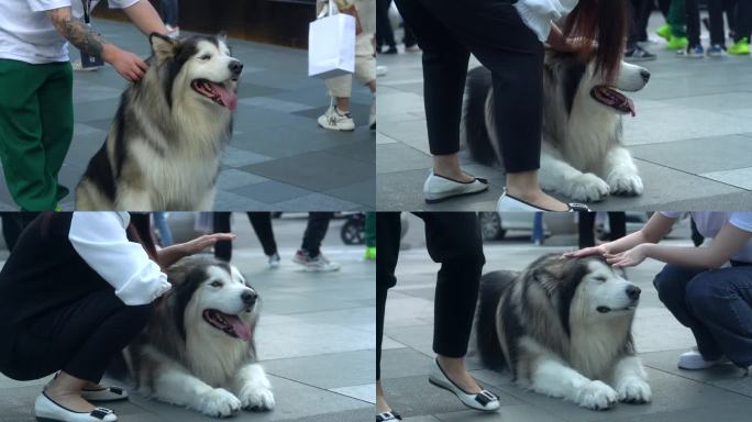 成都太古里哈士奇狗狗