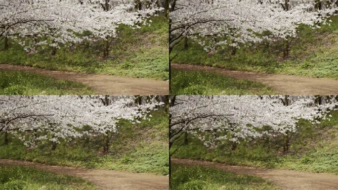 樱花林 樱花雨