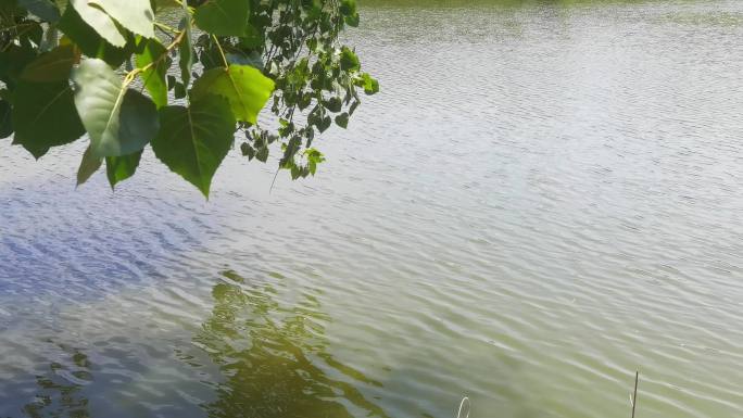 重庆大磨滩湿地公园湖畔自然风光