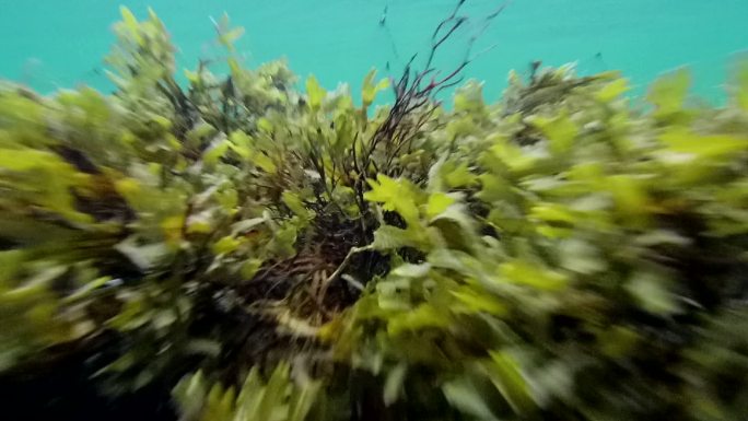 波罗的海水下海底世界穿梭海藻