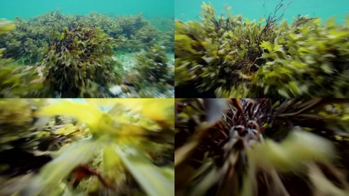 波罗的海水下海底世界穿梭海藻