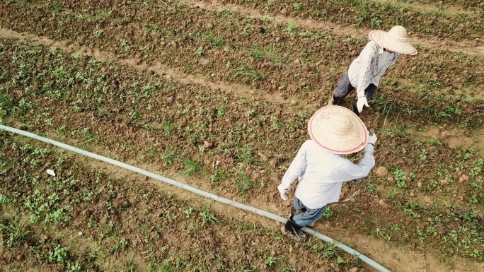 无人机视角亚裔中国老人和儿子在农场的日常工作