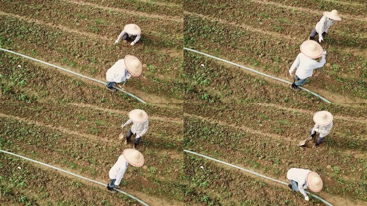 无人机视角亚裔中国老人和儿子在农场的日常工作