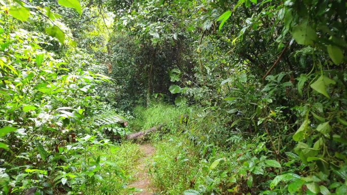 热带雨林徒步旅行的观点。