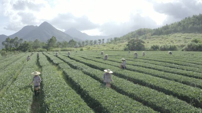 生态环境茶叶采摘 航拍D-LOG