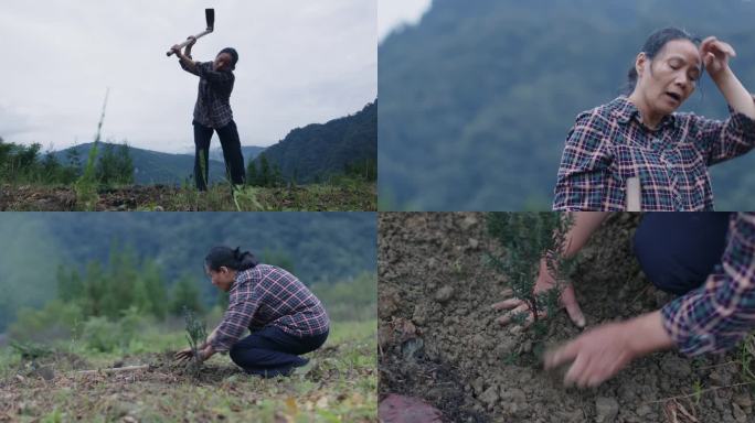 农村植树造林种栽树苗