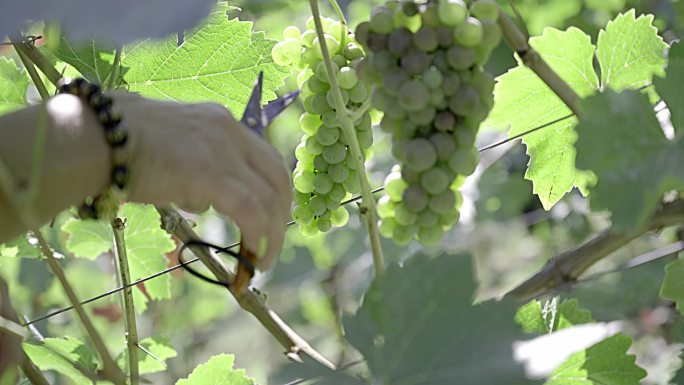 酿酒厂葡萄藤上的葡萄园白葡萄酒