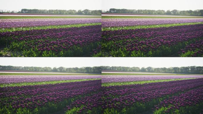 荷兰郁金香园tulip国花庄园苗圃