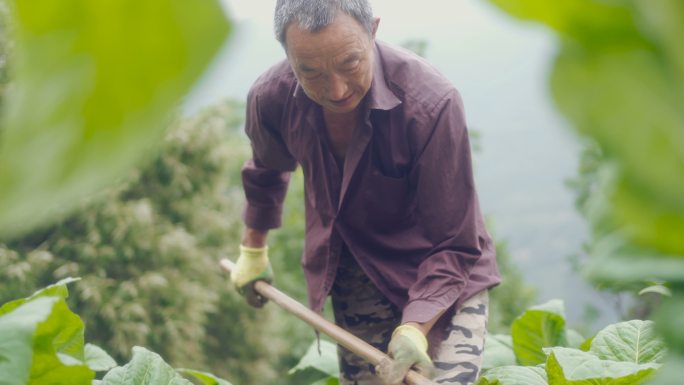 正在收割庄稼的农民