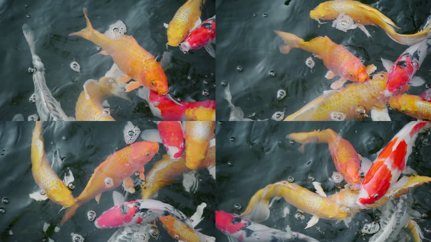 锦鲤在水中游泳公园观赏鱼游鱼红色的鱼