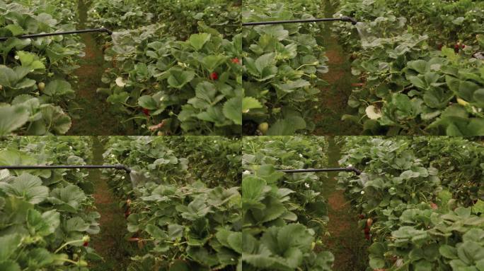 温室内草莓植物的营养素