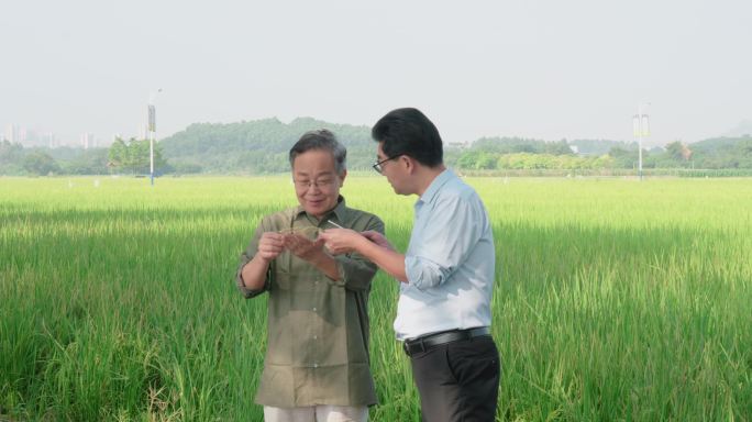 田间地头研究水稻