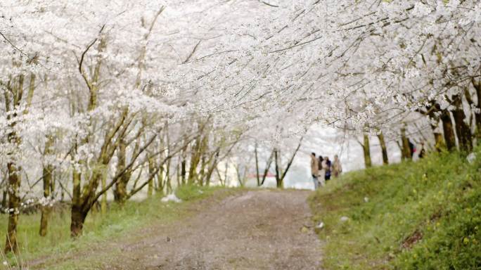 樱花林 樱花雨