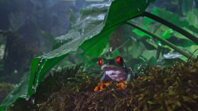 雨林中，红眼树蛙坐在树叶下