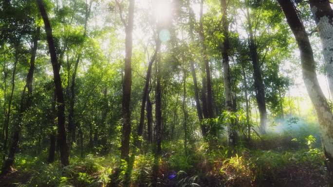 4K实拍阳光森林树木