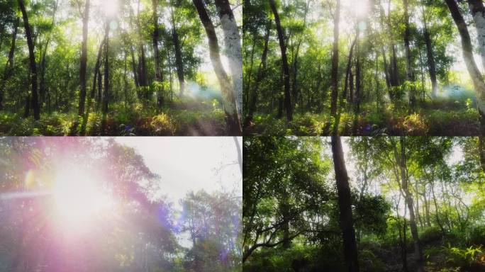 4K实拍阳光森林树木
