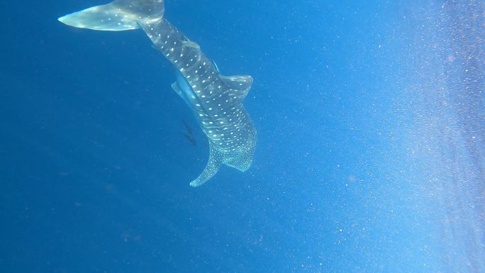 鲸鲨在热带海洋中游泳