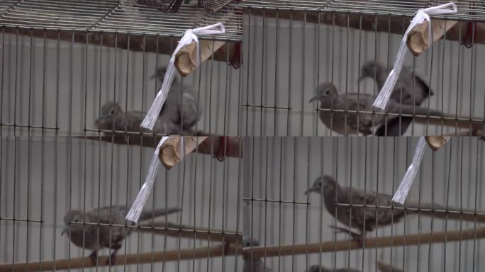 笼子里的鸽子斑鸠关押牢笼
