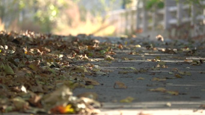 秋天 落叶 秋风扫落叶