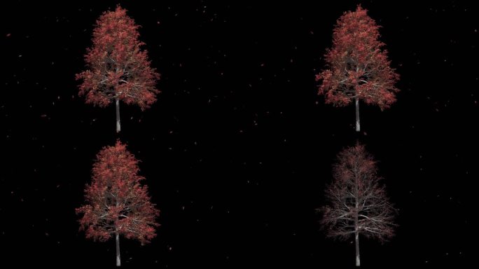 4K秋天的树和落叶变为枯树带透明通道