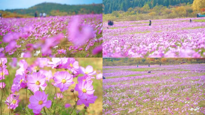 4K 花海 鲜花 花朵 蜜蜂