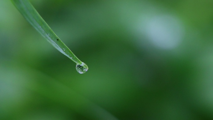 大自然植物特写水滴空镜