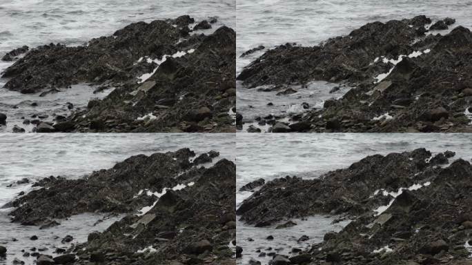 在礁石上觅食的海鸥海水礁石海浪海鸥大海