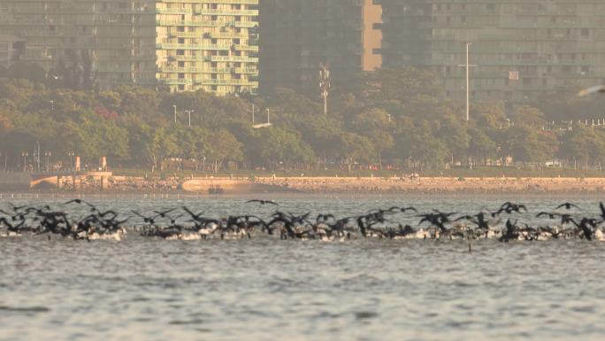 2022年第一批深圳湾鸬鹚群