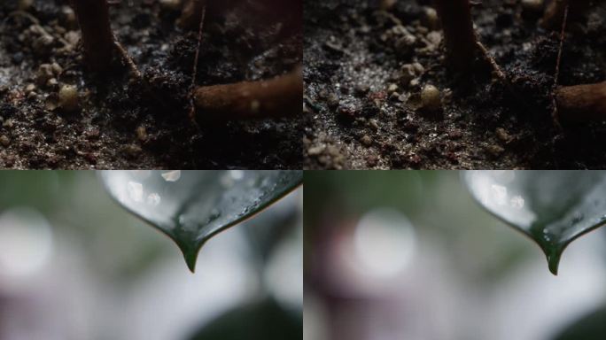 室内绿植浇水，绿植