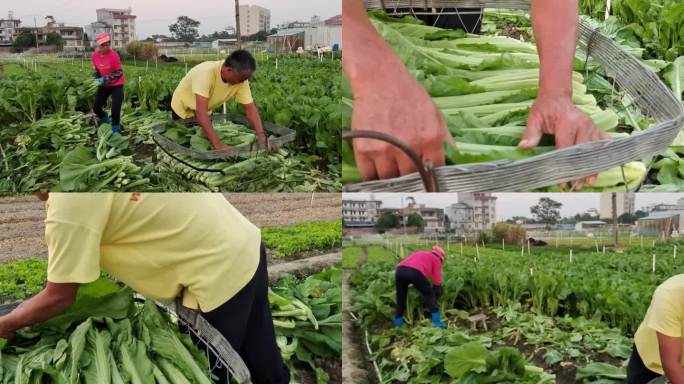 收割青菜绿色食品田间劳作的农民菜地种植