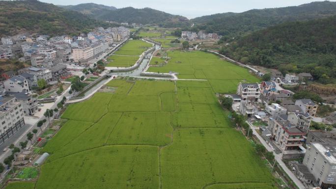 台州玉环沙门日岙稻田航拍DJI_0660