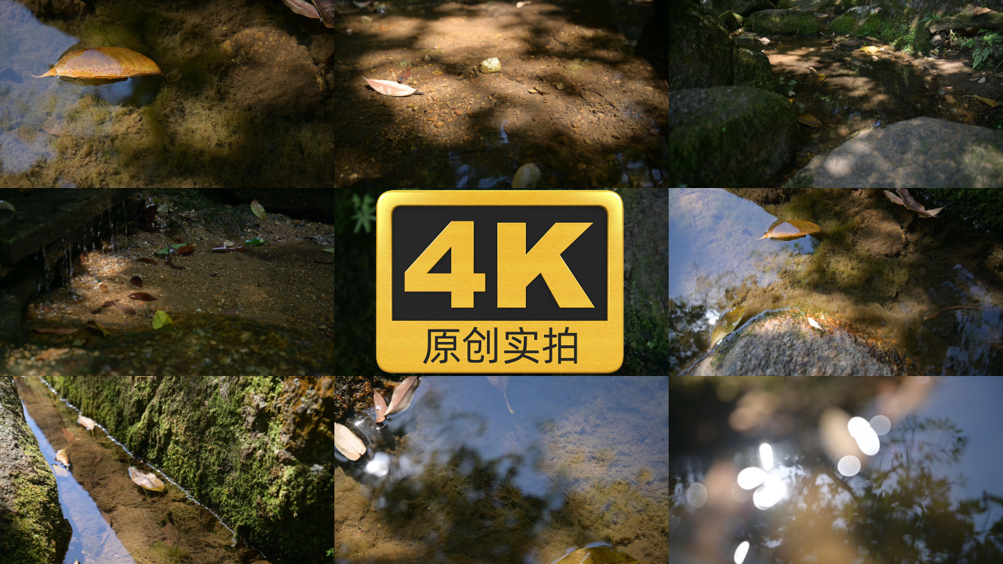 【4K原创实拍】水生植物蕨类苔藓小溪