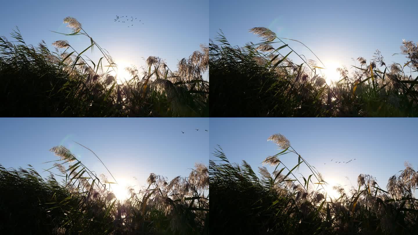 大风-芦苇-秋迁的鸟群从天空飞过