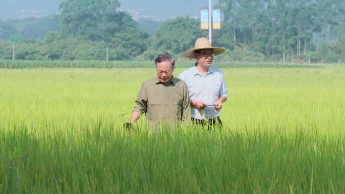 农业专家稻田考察