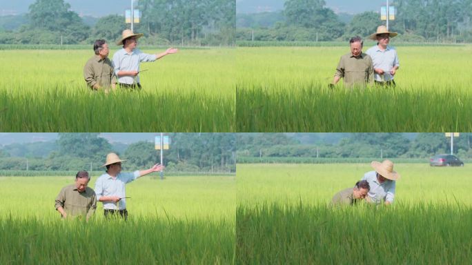 农业专家稻田考察