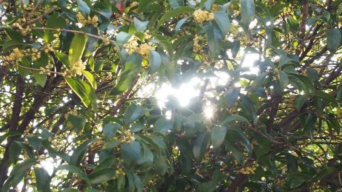 桂花树缝隙的太阳