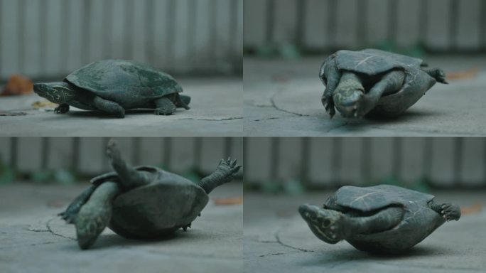 乌龟爬行翻身