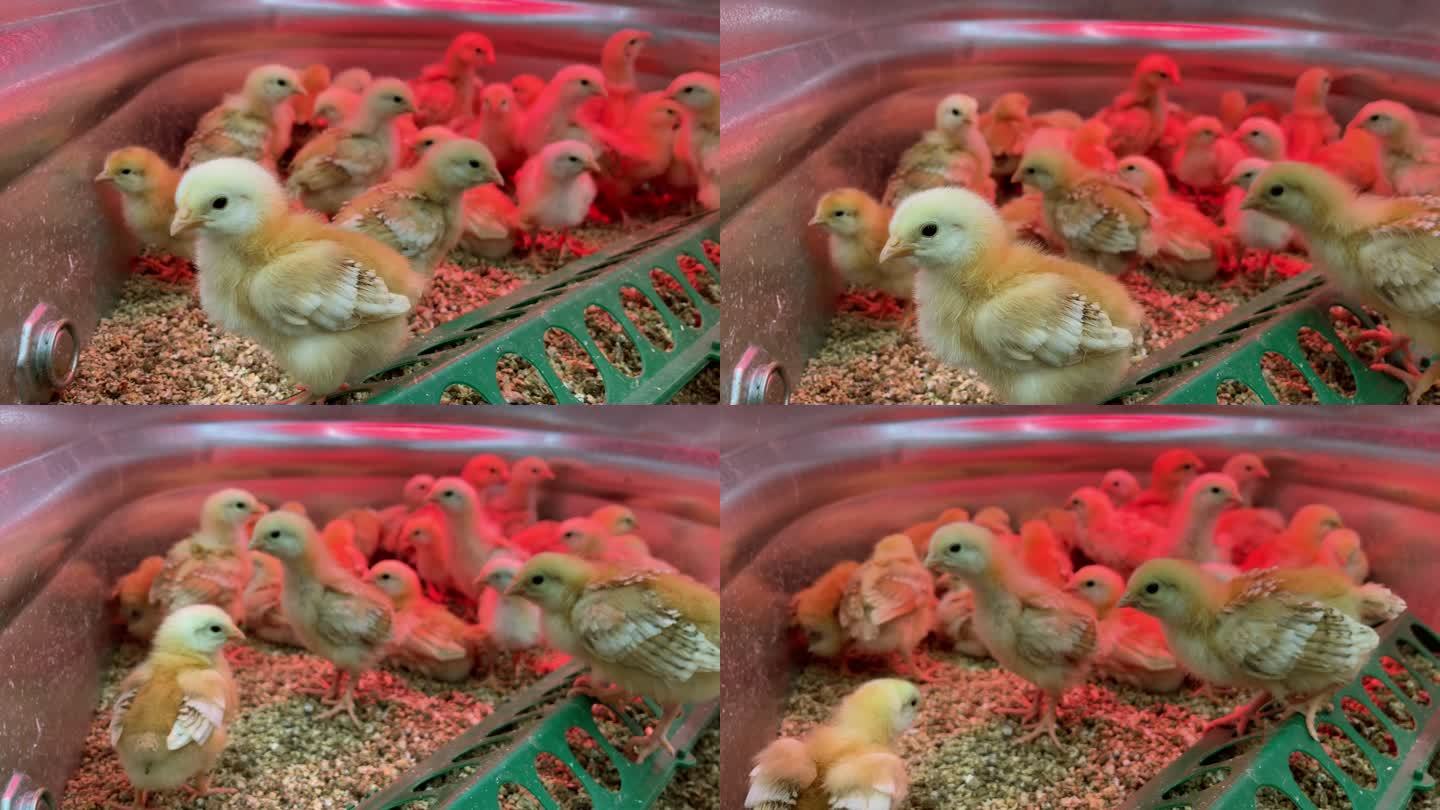 圈养小鸡购买农场家禽视频系列