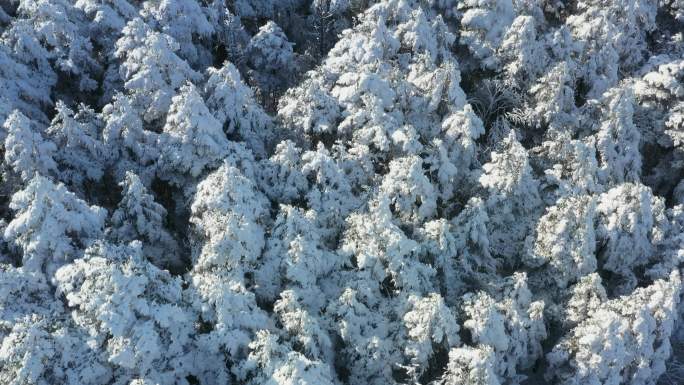 航拍峨眉山顶雪中的森林