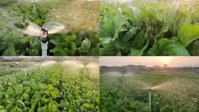疏菜种植自动化喷淋喷雾器田间自动化喷水