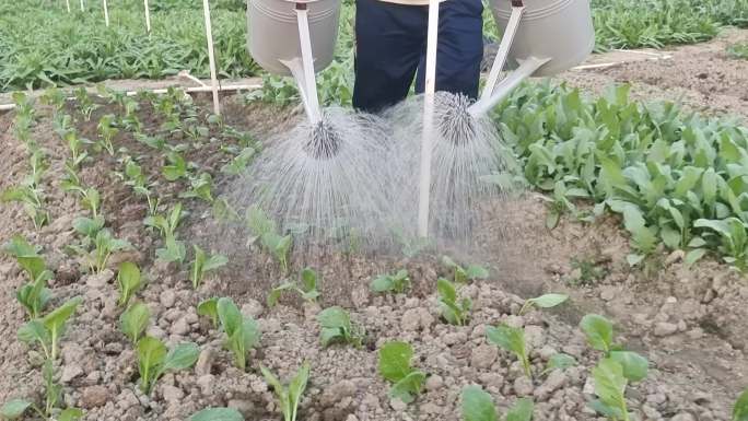 人工灌溉喷淋田间喷水管理菜农疏菜种植基地