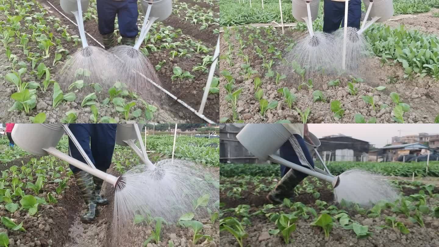 人工灌溉喷淋田间喷水管理菜农疏菜种植基地