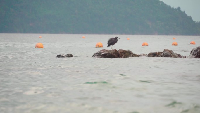 马来西亚沙比岛，站在海上岩石上的岩鹭