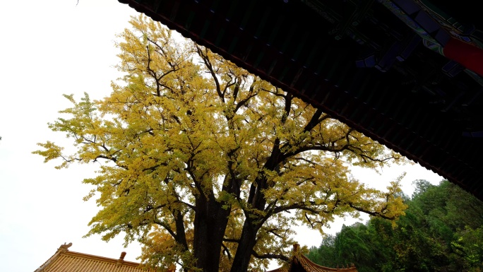 千年银杏树秋天的银杏树古树