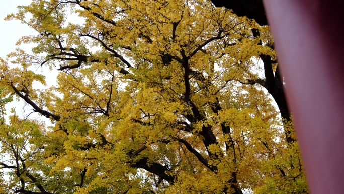 千年银杏树秋天的银杏树古树寺院参天大树