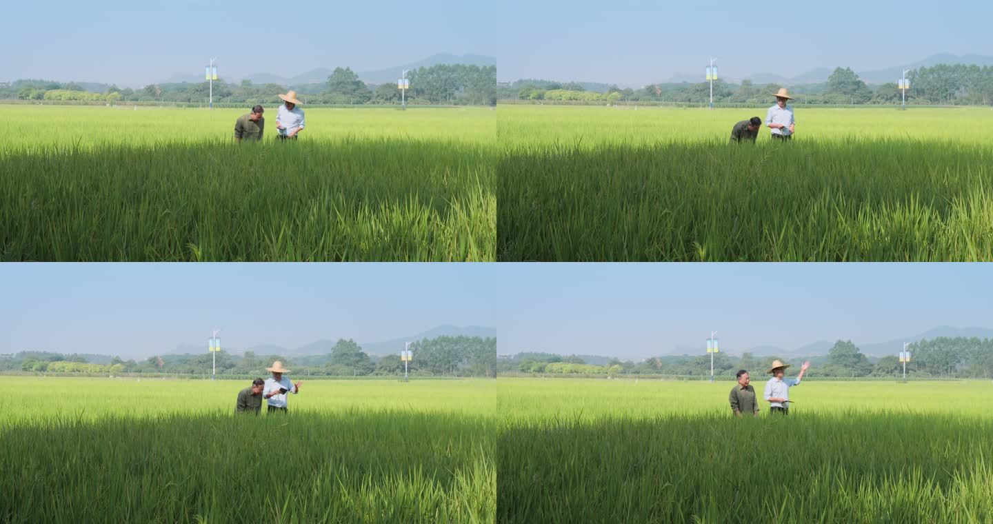 有机水稻研究