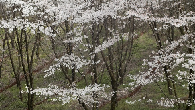 樱花林 樱花雨