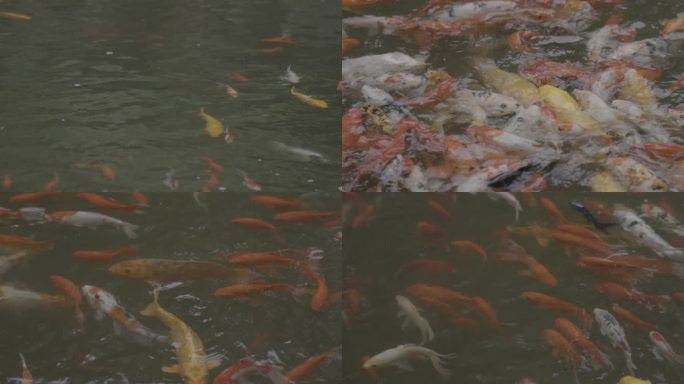 「有版权」MINI拍摄水中的锦鲤合集4K