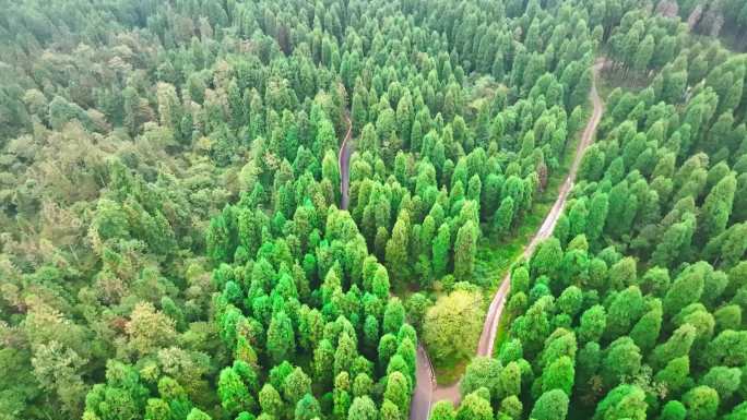 车辆在山林中行驶